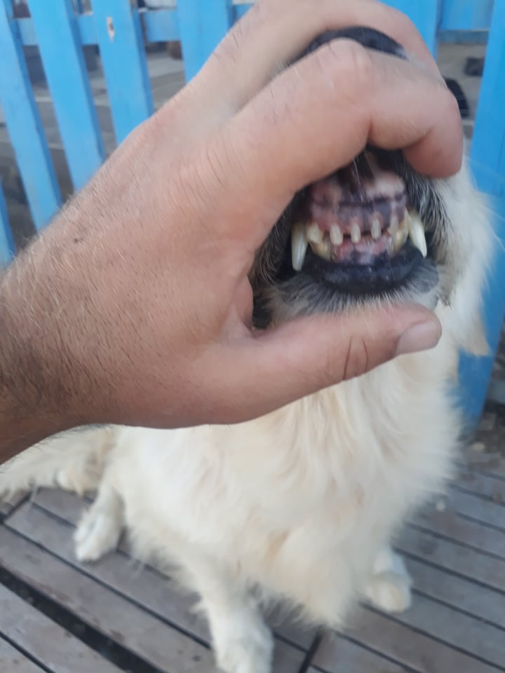 Cali (fka Blossom)  